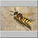 Philanthus triangulum - Bienenwolf w39a beim Nestanflug - Sandgrube OS-Wallenhorst.jpg
